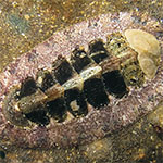 Chiton 02